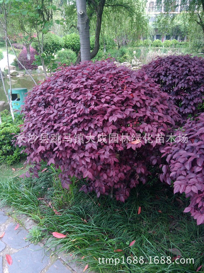 植物选型球类