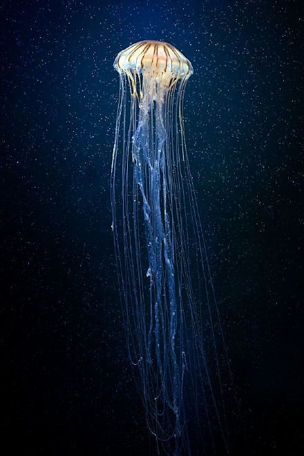 水母深海精灵