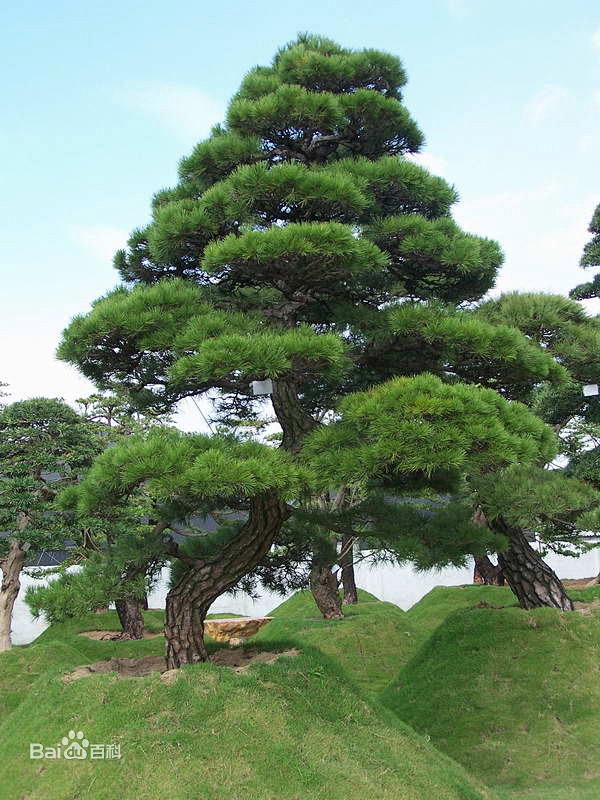 黑松盆景