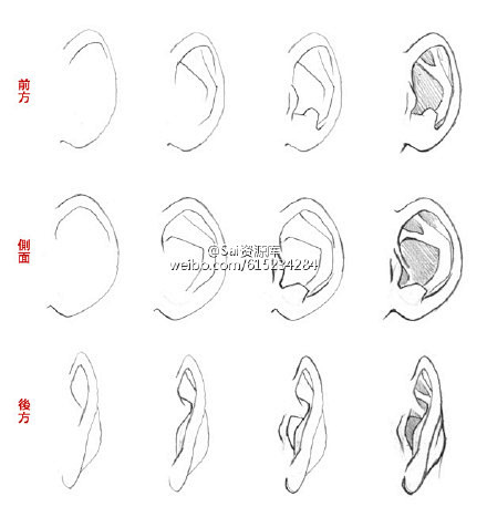 sai资源库人像耳朵结构绘画全面了解各结构对绘画来讲帮助比较大也会