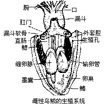 动物研究