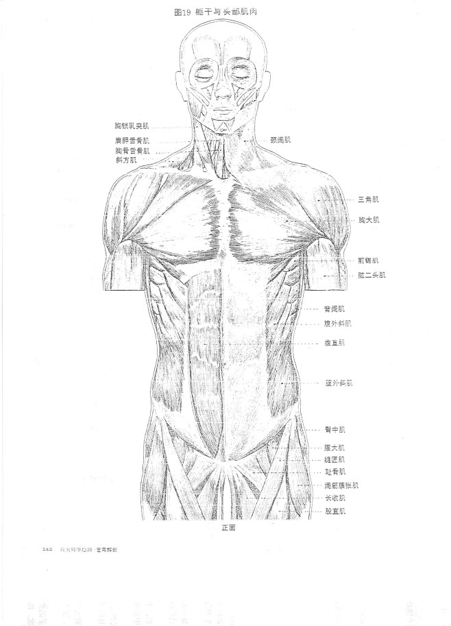 躯干肌肉正面