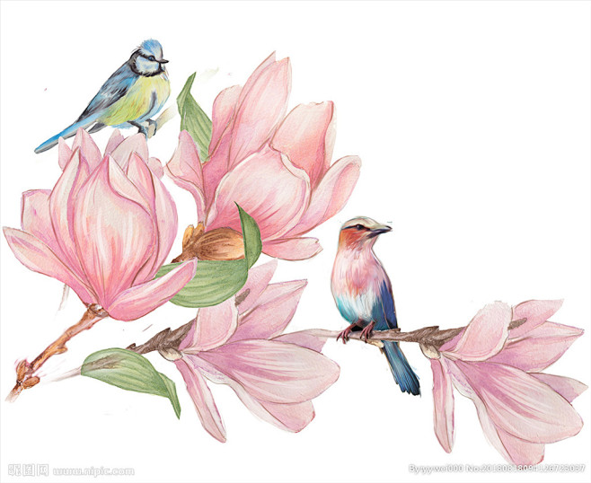 插画-花瓣网|陪你做生活的设计师 | 唯美水彩手绘花鸟