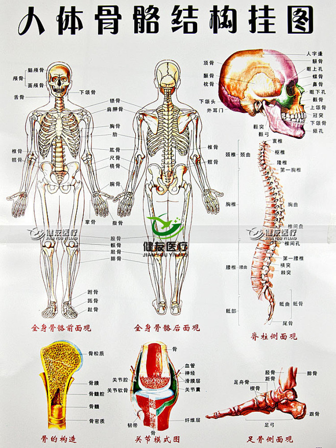 com 人体骨骼结构图 骨骼是组成脊椎动物内骨骼的坚硬器官,功能是运动