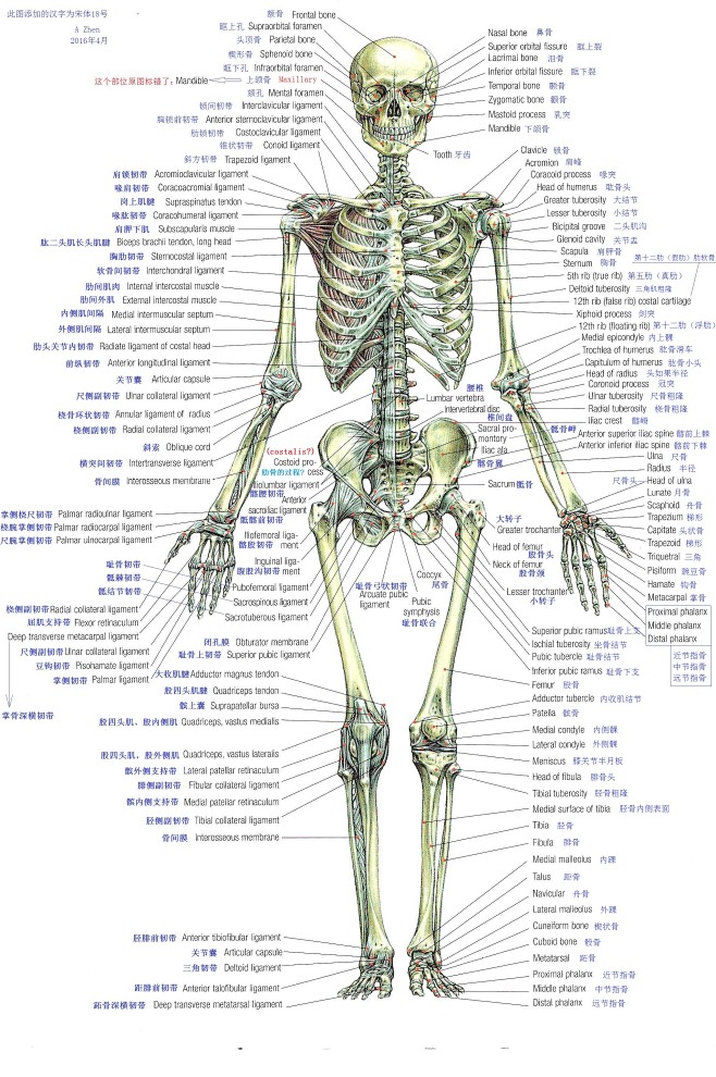 人体骨骼正面