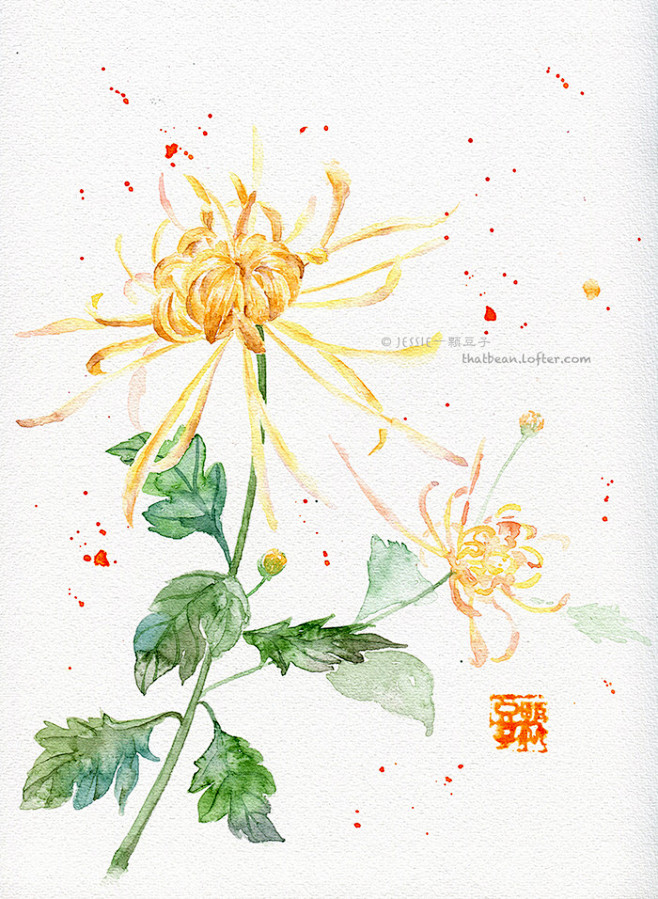 水彩插画菊花