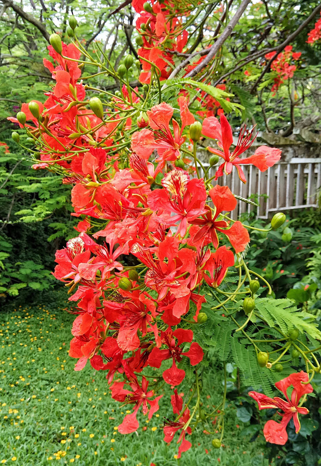 凤凰花-花瓣网|陪你做生活的设计师 | 凤凰花又开