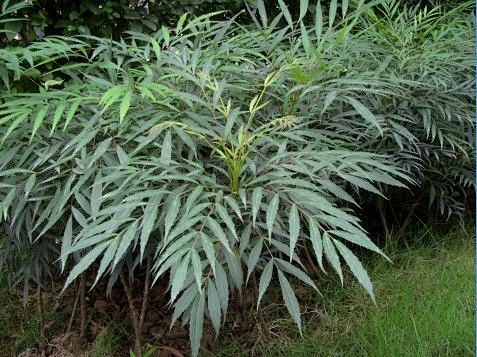 十大功劳为双子叶植物纲小檗科十大功劳属植物可做盆栽园林种植及药用