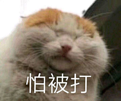 猫了个咪的