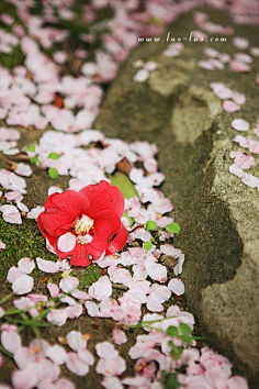 花开花落