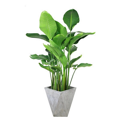 室内植物