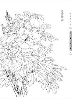 手绘---植物-花瓣网|陪你做生活的设计师 | 工笔白描的搜索结果_360