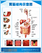 胃胃肠胃肠结构图胃肠示意图02医院展板