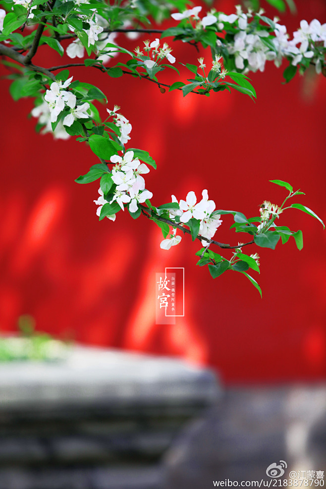 北京故宫红墙金瓦大气魄绿叶白花小清新