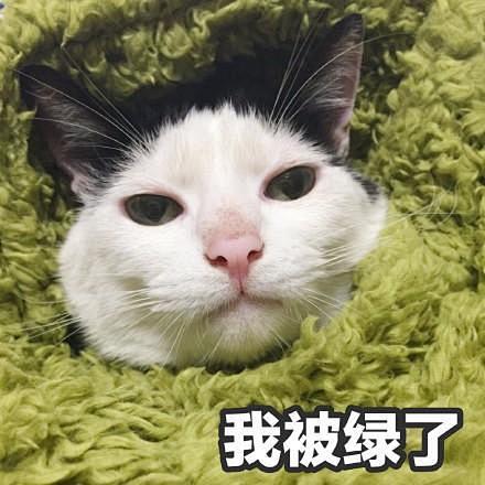 表情撩妹表情:你是我见过女孩子中最美又最陆司令猫咪包图片