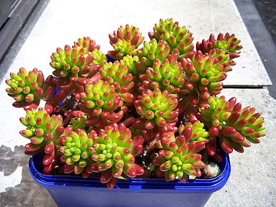 下雨哦,露养多肉的盆友请注意下啦 注目无锡 东