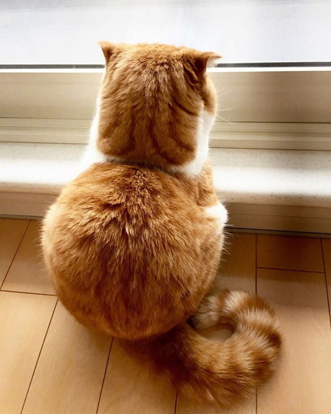 小橘猫maru的背影好想给他一个爱的抱抱insusako388367676767
