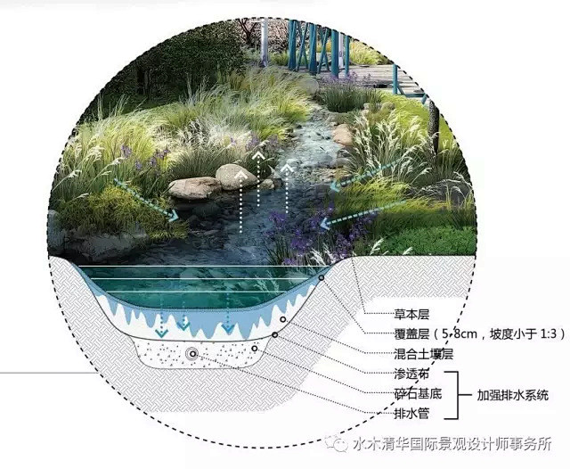 植物分析图-花瓣网|陪你做生活的设计师 | 景观植物图