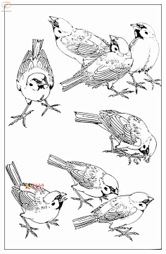 手绘鸟-花瓣网|陪你做生活的设计师 | 画画