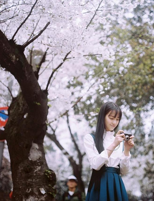 武大校花黄灿灿樱花写真青春烂漫