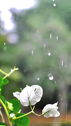 谷雨