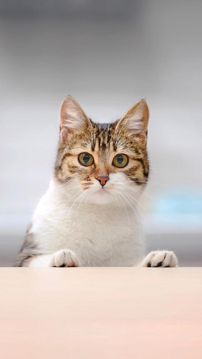 猫咪一岁相当于人几岁,一般可以活多少年呢?