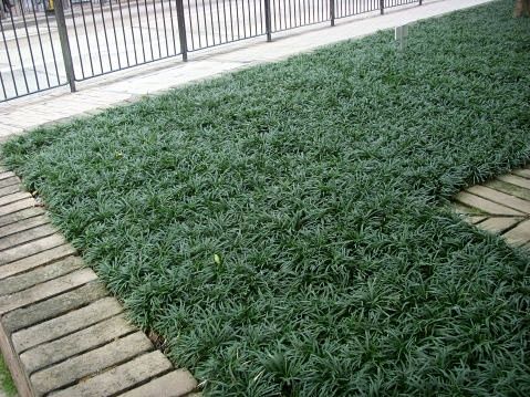 玉龙草矮小沿阶草喜光也是强耐荫植物既能在强光照射下生长又能忍受