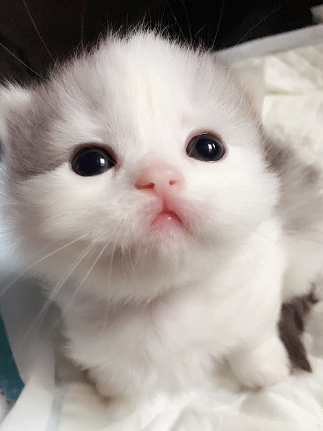 小奶喵