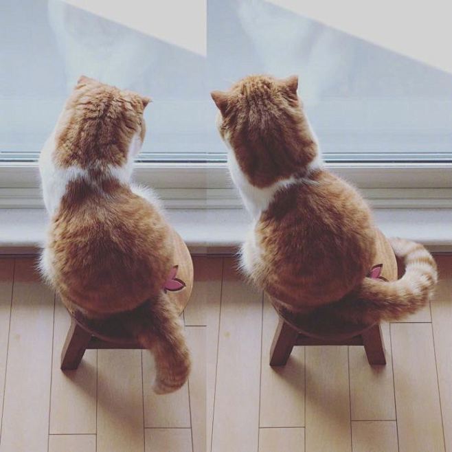 小橘猫maru的背影感觉它急需我的一个抱抱67676767