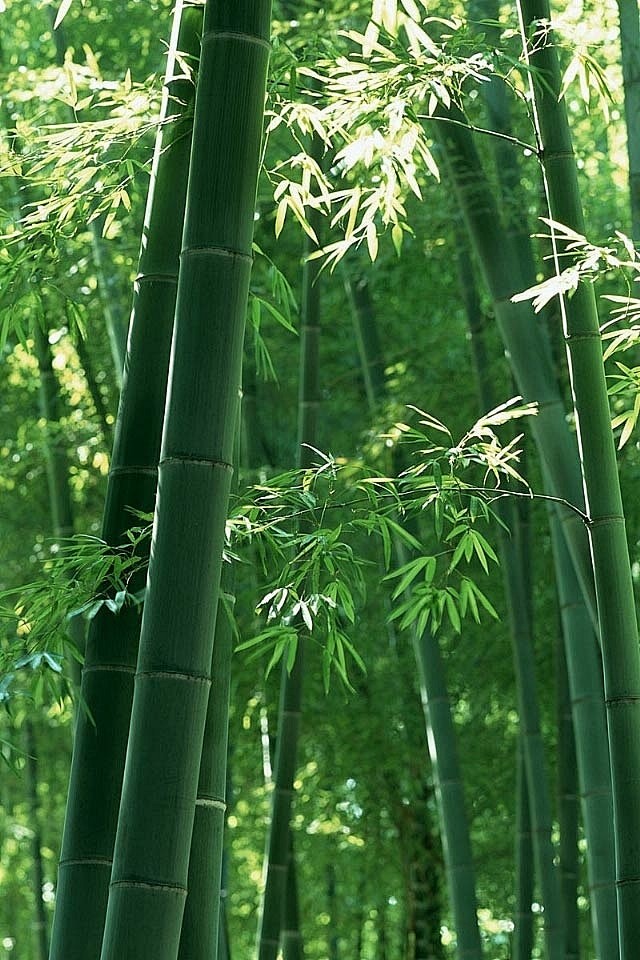君子竹