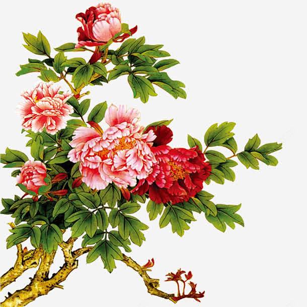 盛开的牡丹花高清素材png页面网页平面电商创意素材png素材