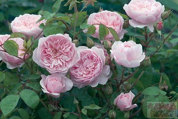 月季品种 威斯利2008 wisley.