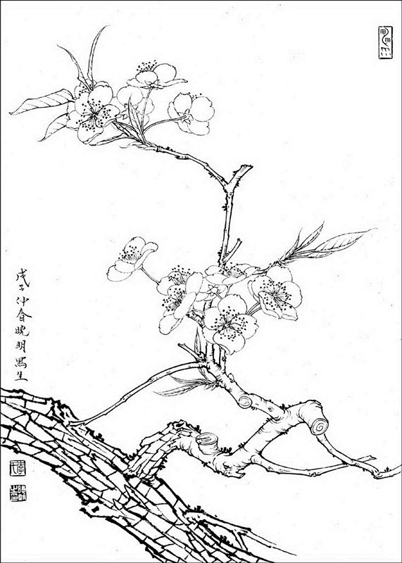 工笔画线描百花画谱