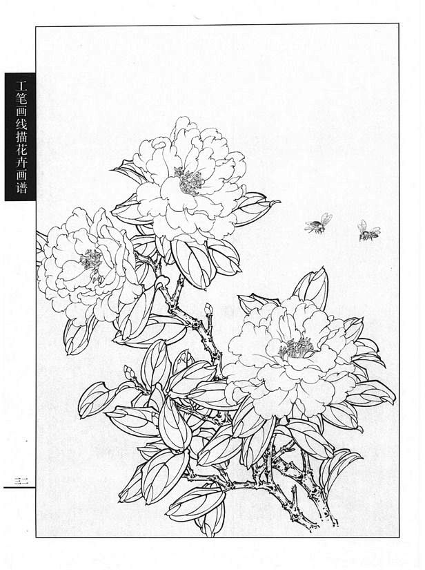 工笔画线描花卉画谱茶花篇