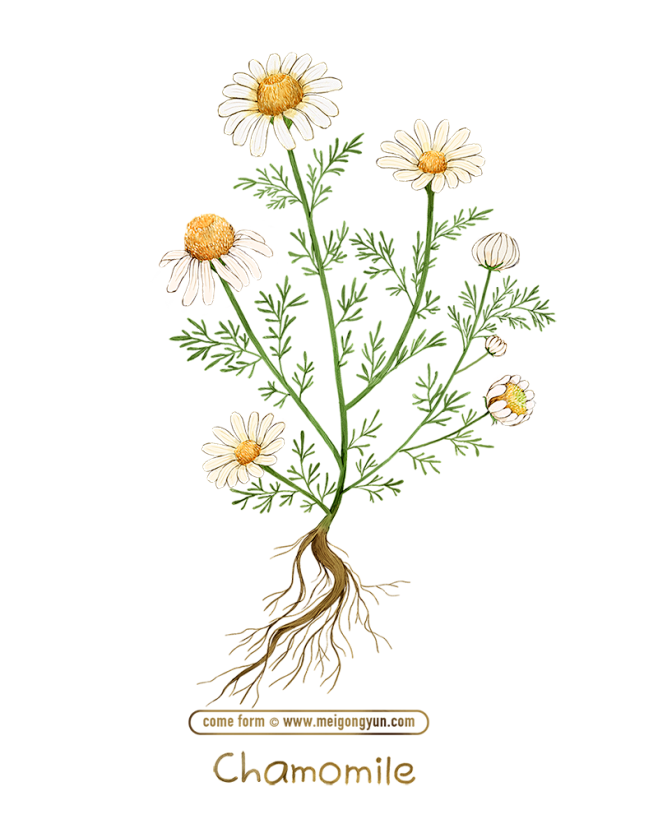 美工云手绘草本植物鲜花花卉psd素材免抠png