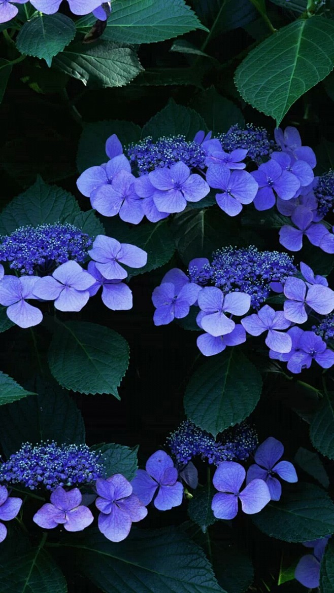百花争艳