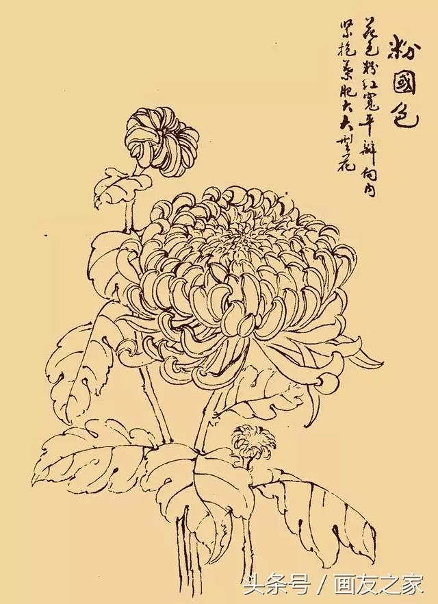 白描菊花