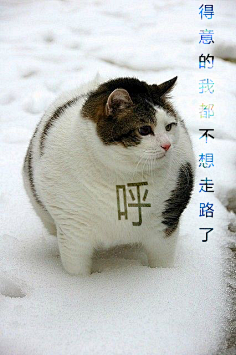 肥猫  