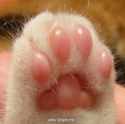 萌宠时刻喵星人猫爪小猫猫咪
