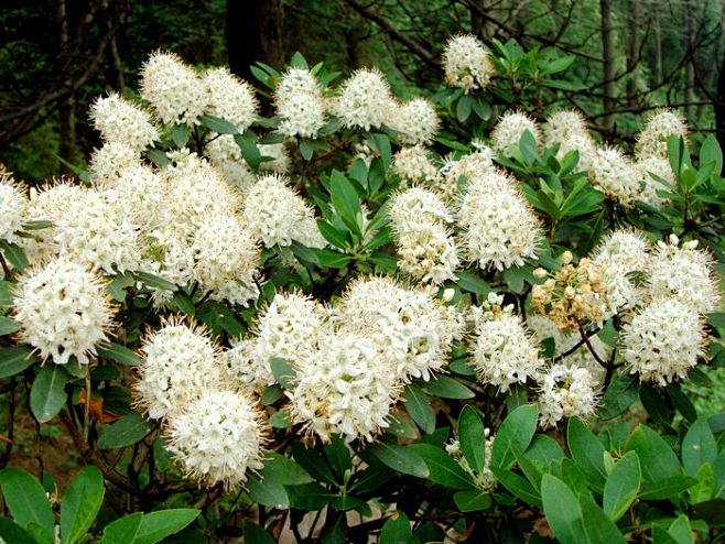 杜鹃花科杜鹃花属照山白700525