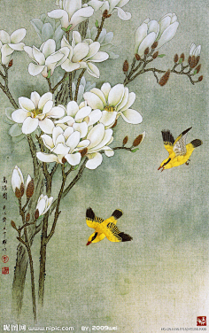 工笔画——玉兰花