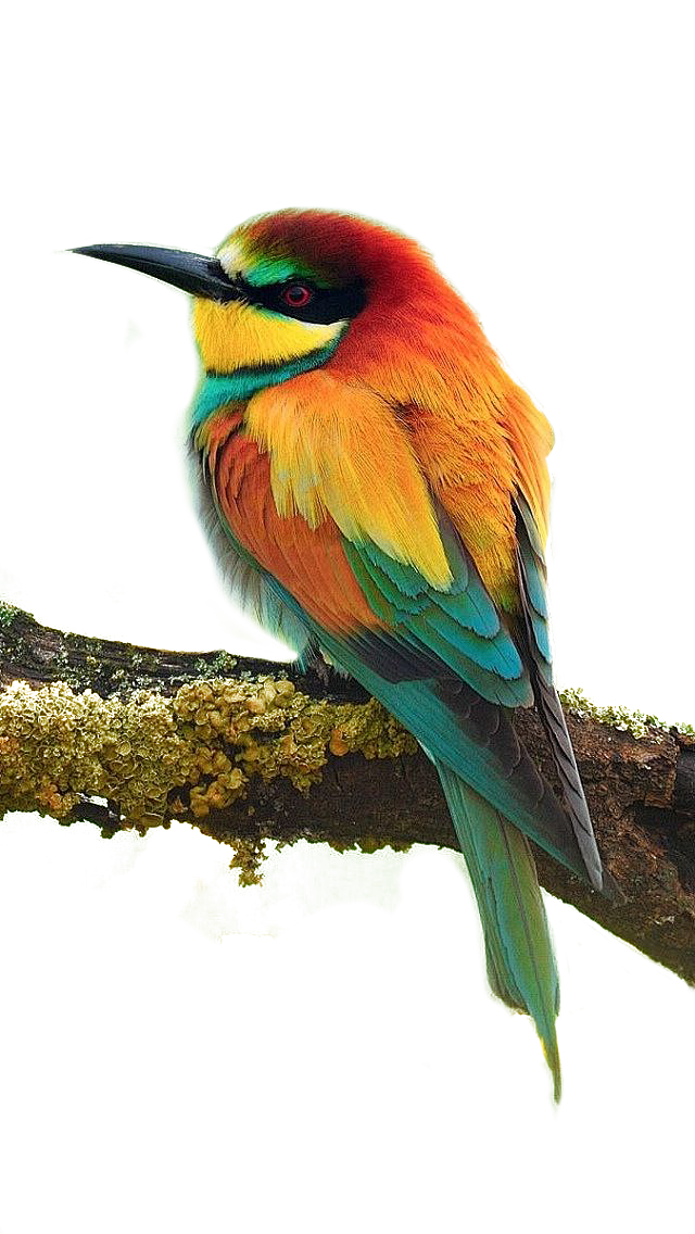 adcd984fc94b037d309826c9e38a0be1b2b59d9d1c158pywhld