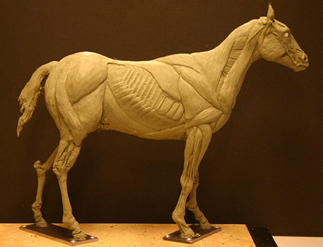 com 马的解剖学结构(horse anatomy by herman dittrich weibo.