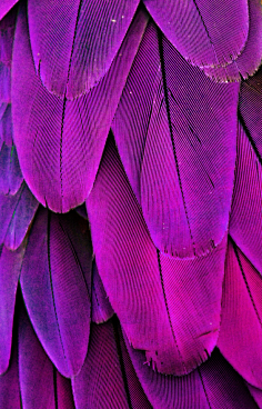0-0-花瓣网|陪你做生活的设计师 | 紫色鹦鹉羽毛图片