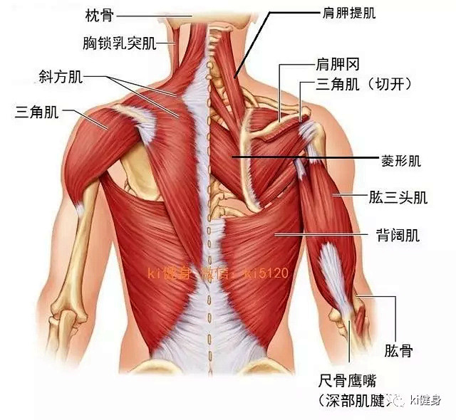 背部常用肌肉之背阔肌