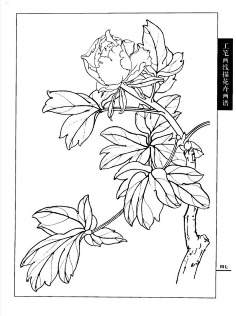 《工笔画线描花卉画谱(牡丹)》