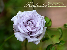 蔷薇只能猜到一点，白枭枭就是夜明夜明夜明