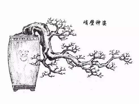 盆景造型-花瓣网|陪你做生活的设计师 | 盆景