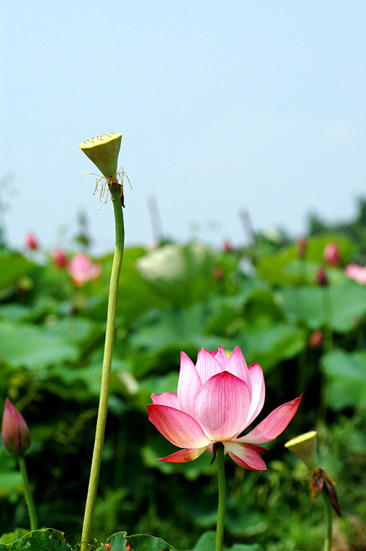 荷花美图