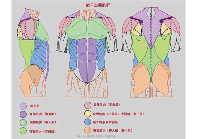 迈克尔汉普顿人体结构胸背部肌肉